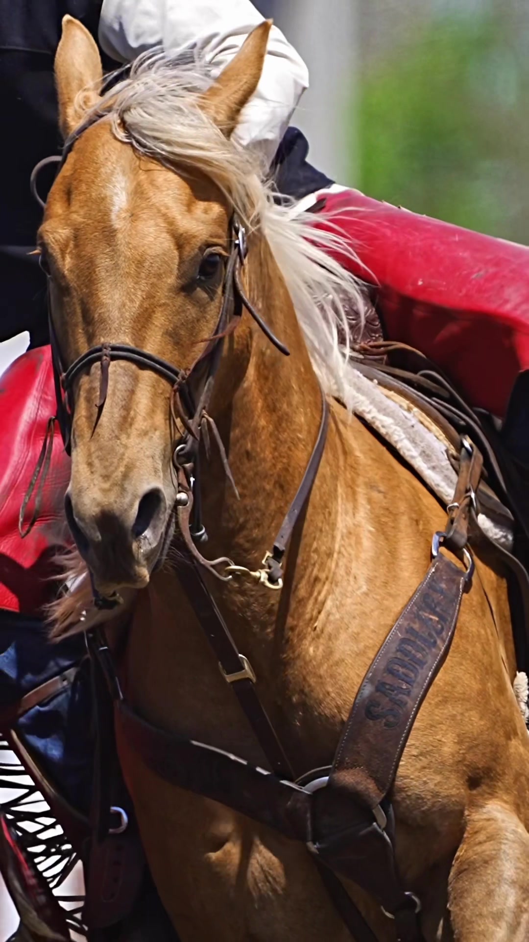 @Hanginghorses