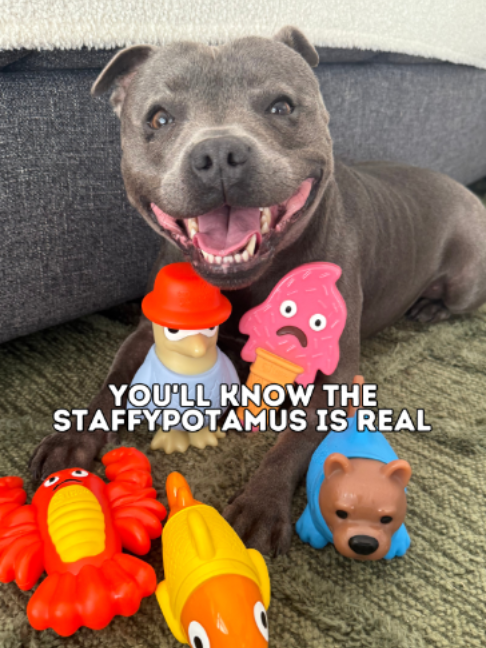@Happy Staffy Co