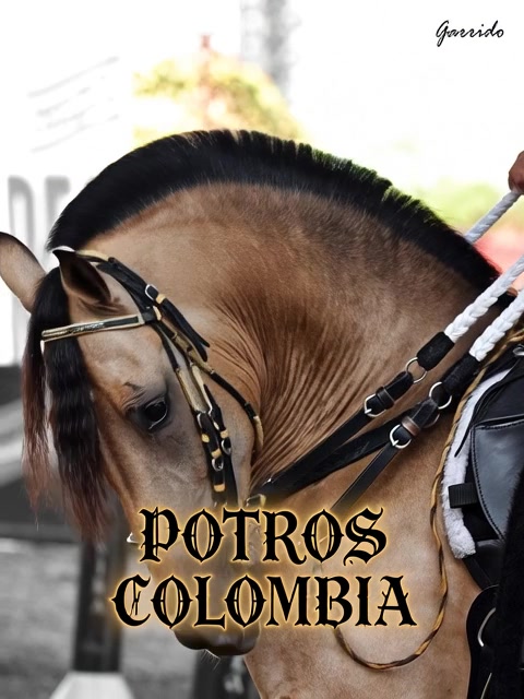 @Potros Colombia