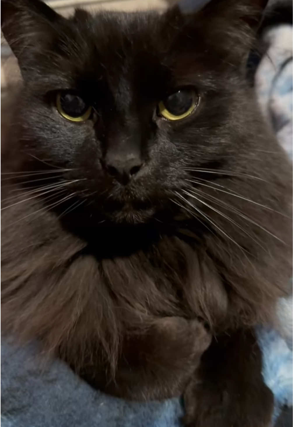 @Sir FluffyButt,the cat🇨🇦🇺🇦