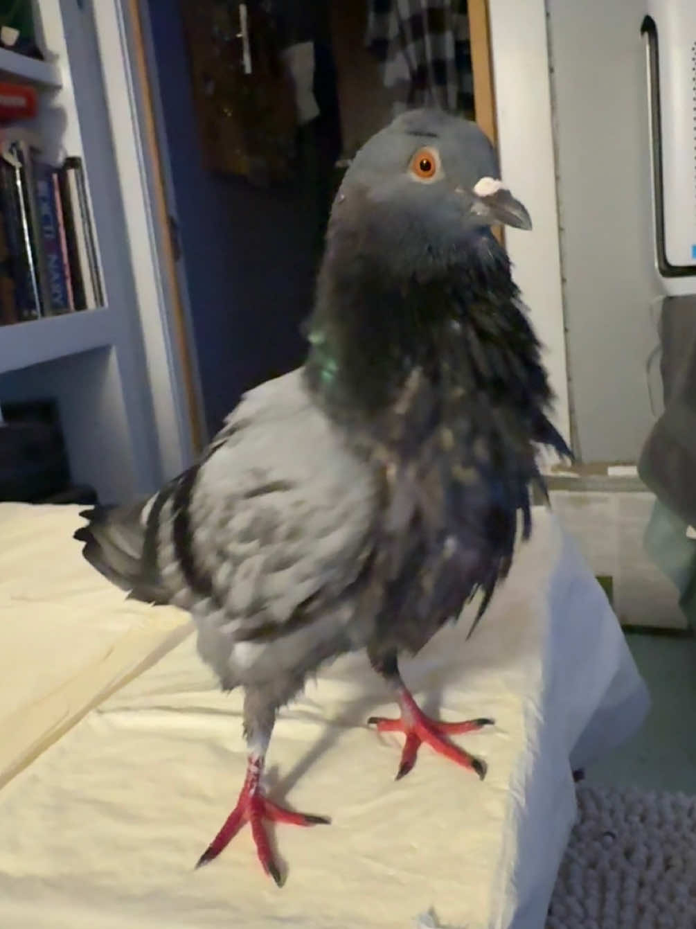 @Beebee The Pigeon