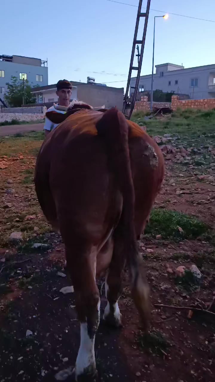 @hamza.tek