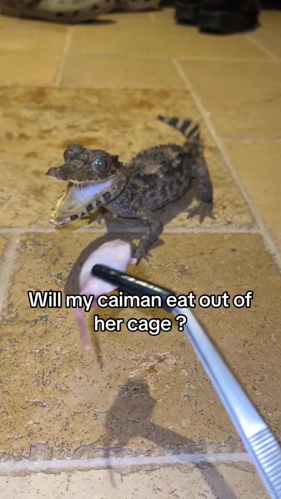 @Crazycaimanlady