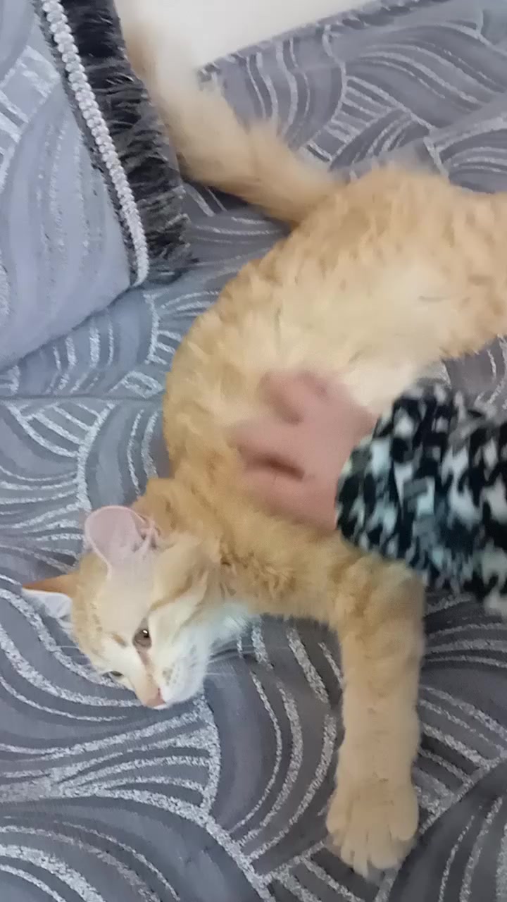 @๐ุดุงู
ูุฉ๐ซ๐