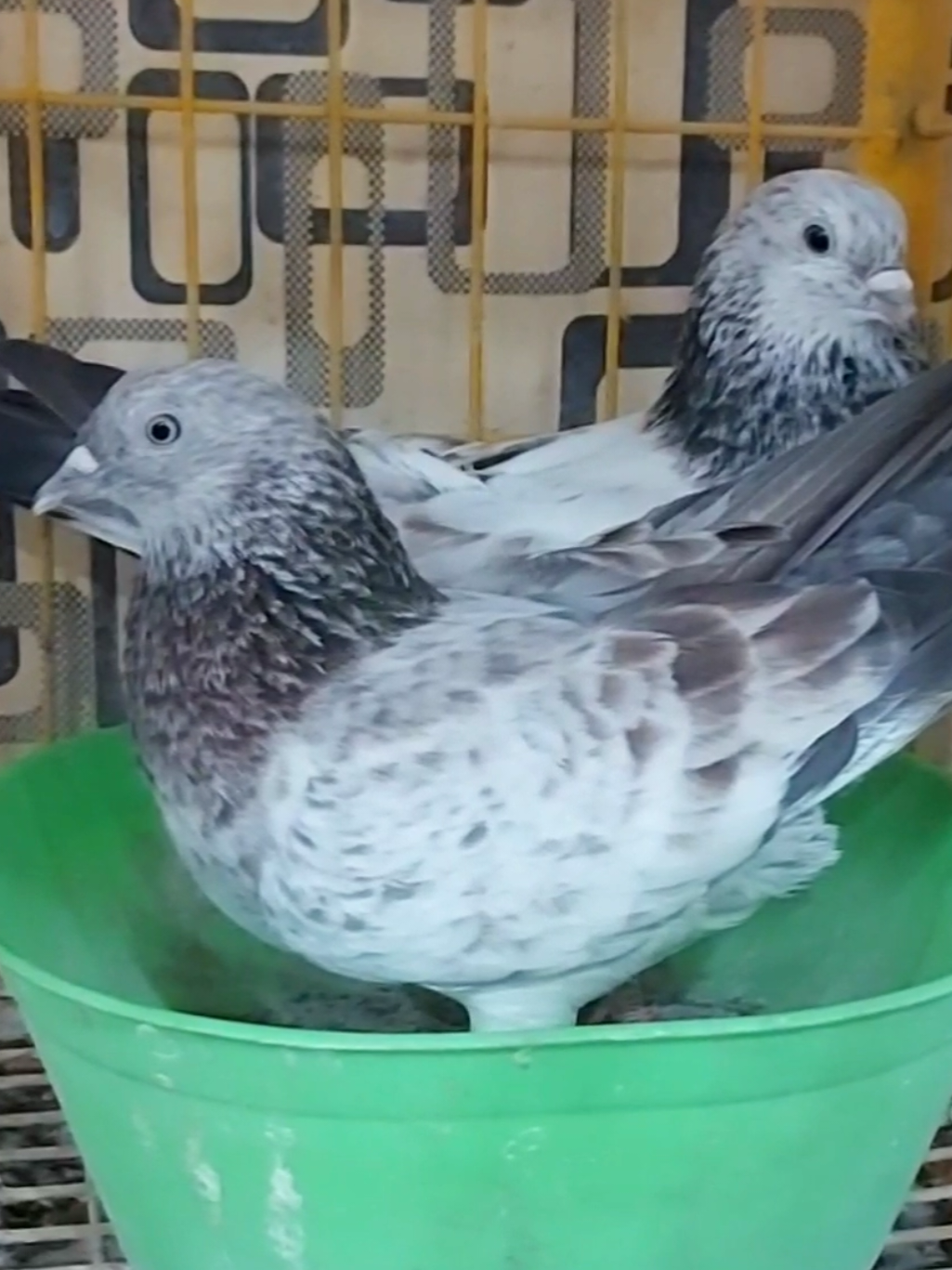 @Pak Pet Zone ( Shebi Shokeen )