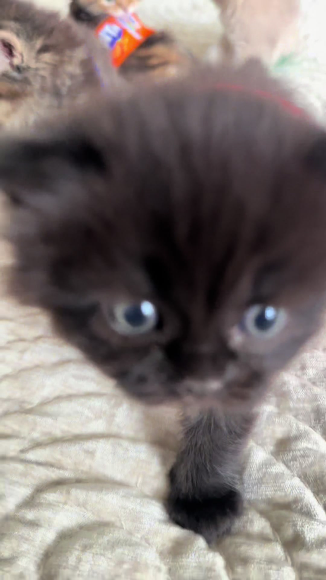 @cat.sheri.kittens