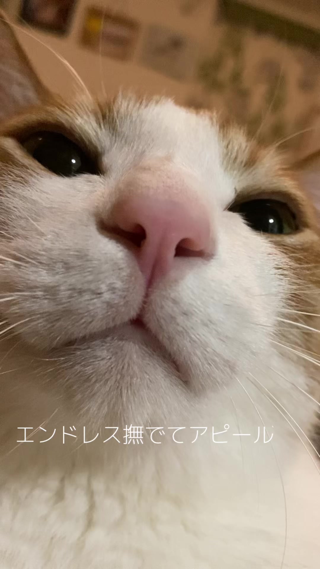 @猫のはっさく