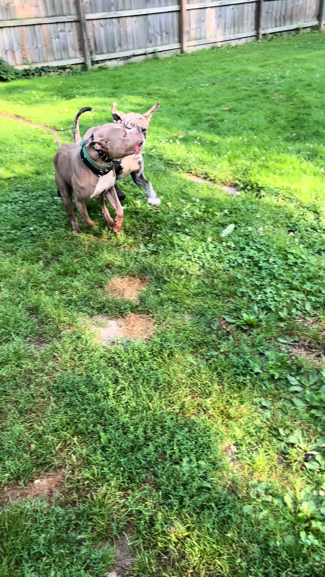 @Jay TheDog Trainer