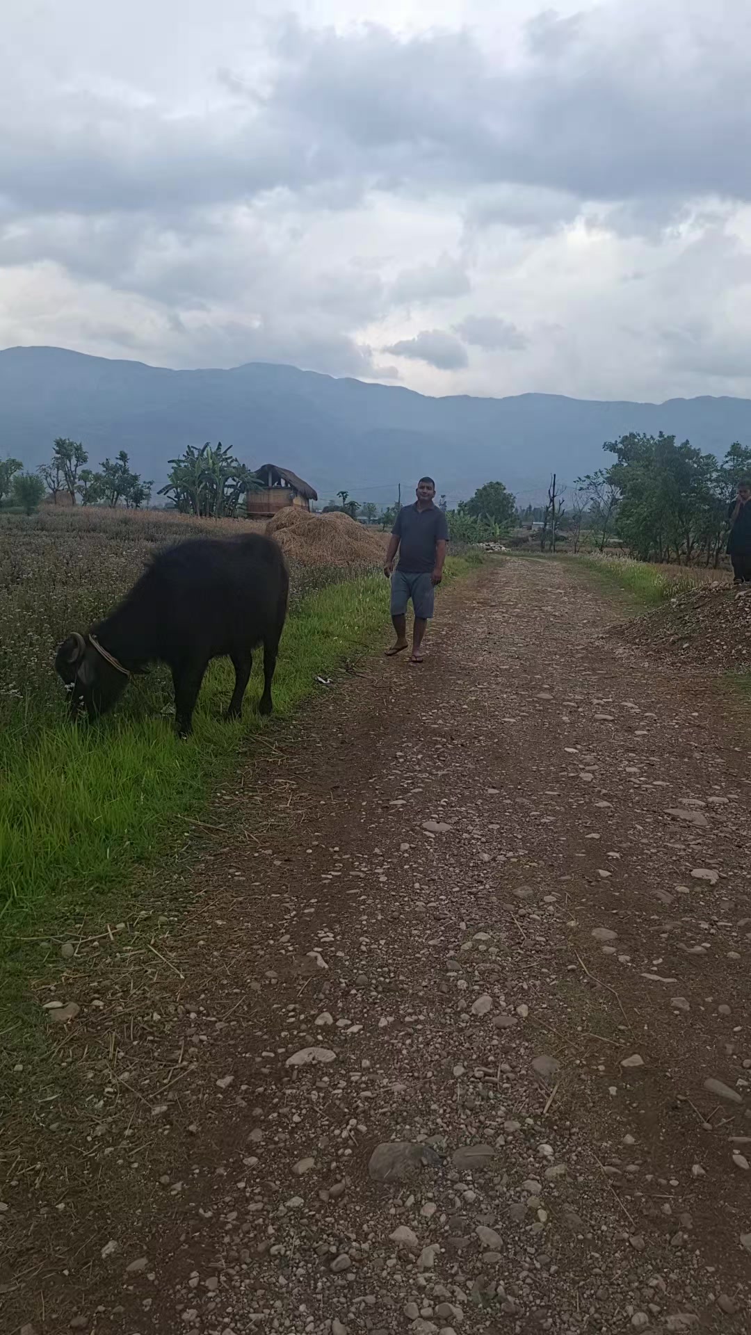 @Kriparam thapa