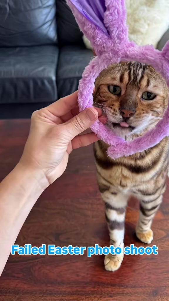 @George_The_Bengal_Cat