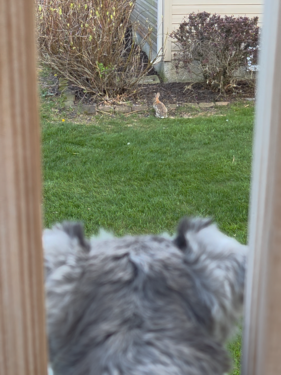 @Schnauzer Intelligence
