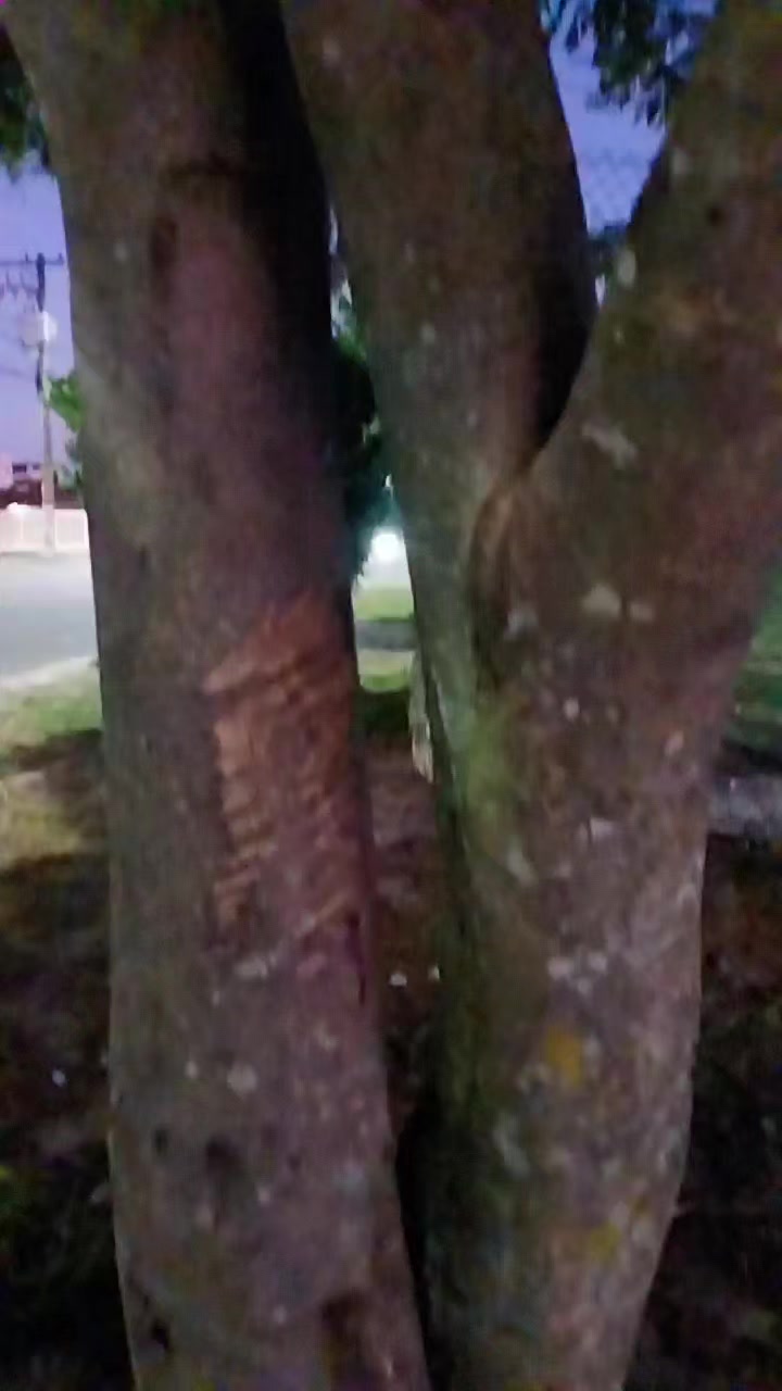 @elisabetemoura962