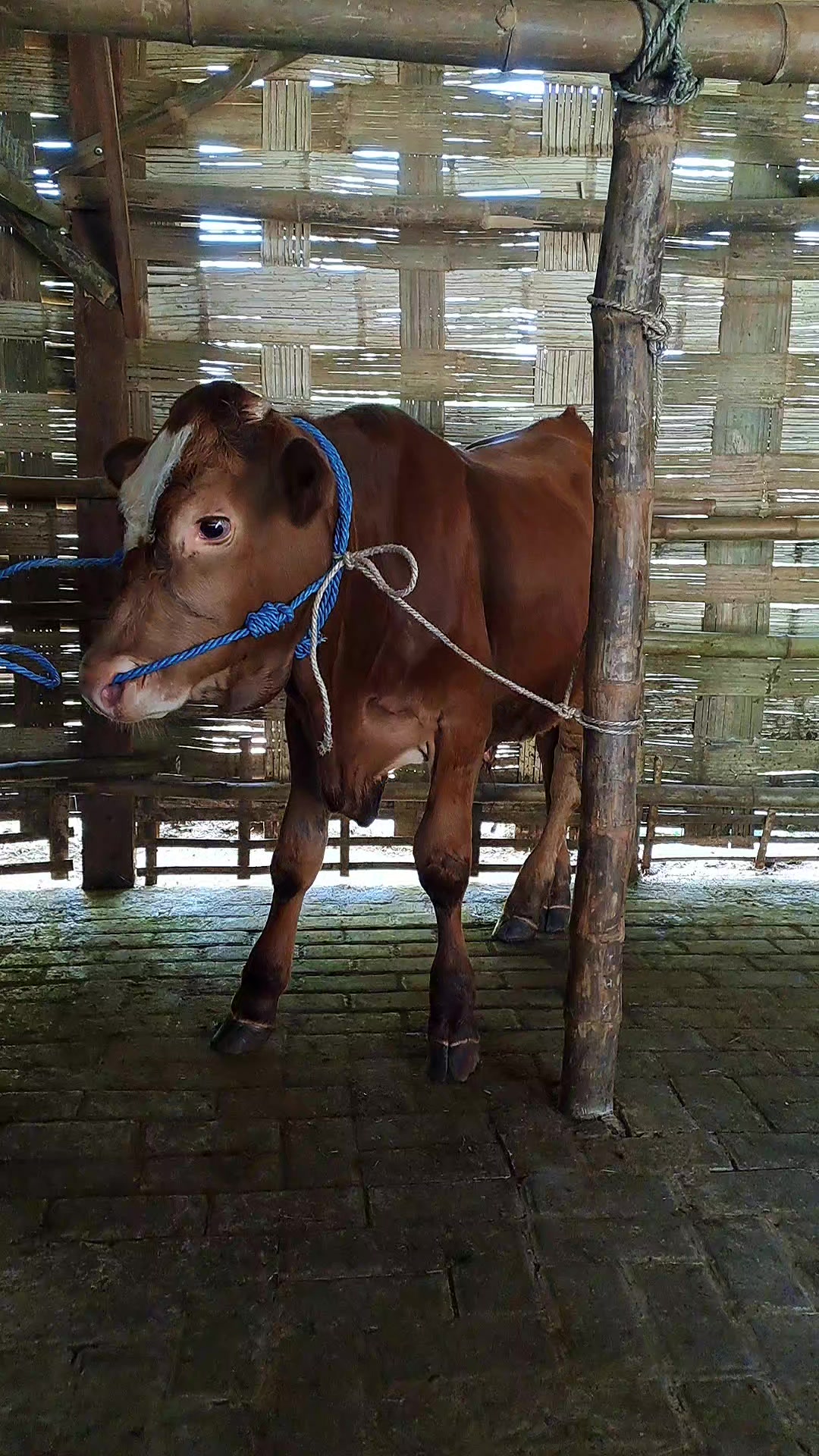 @SARJANA LEMBU☆