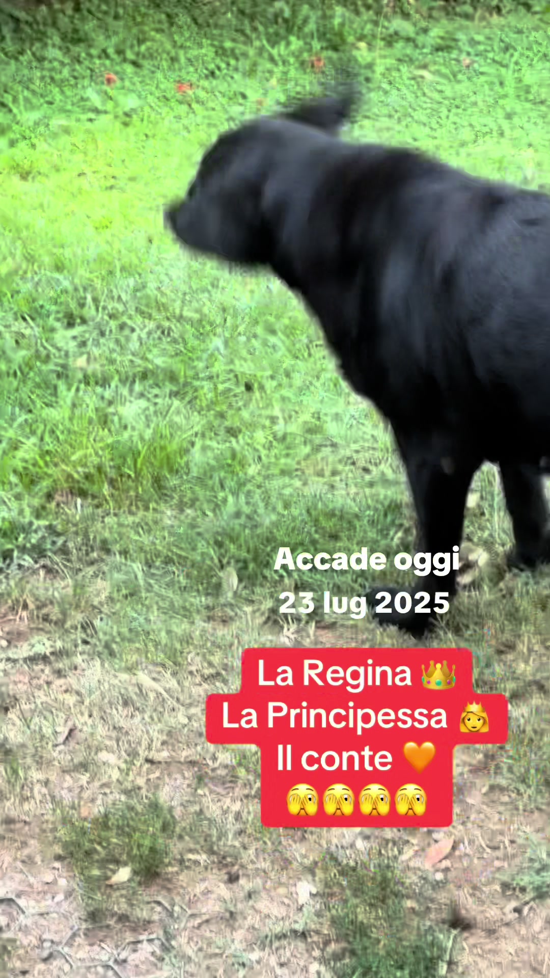 @Gra_Lagra_👑
