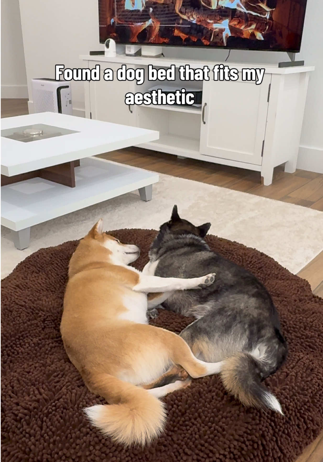 @Flock of Shibas 🐕🐕🐕
