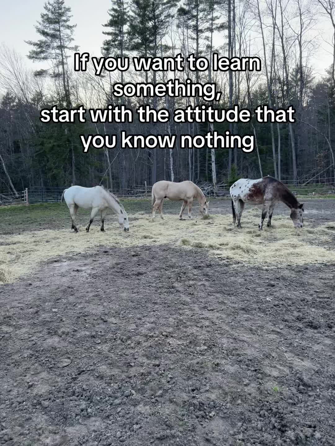 @Rooello