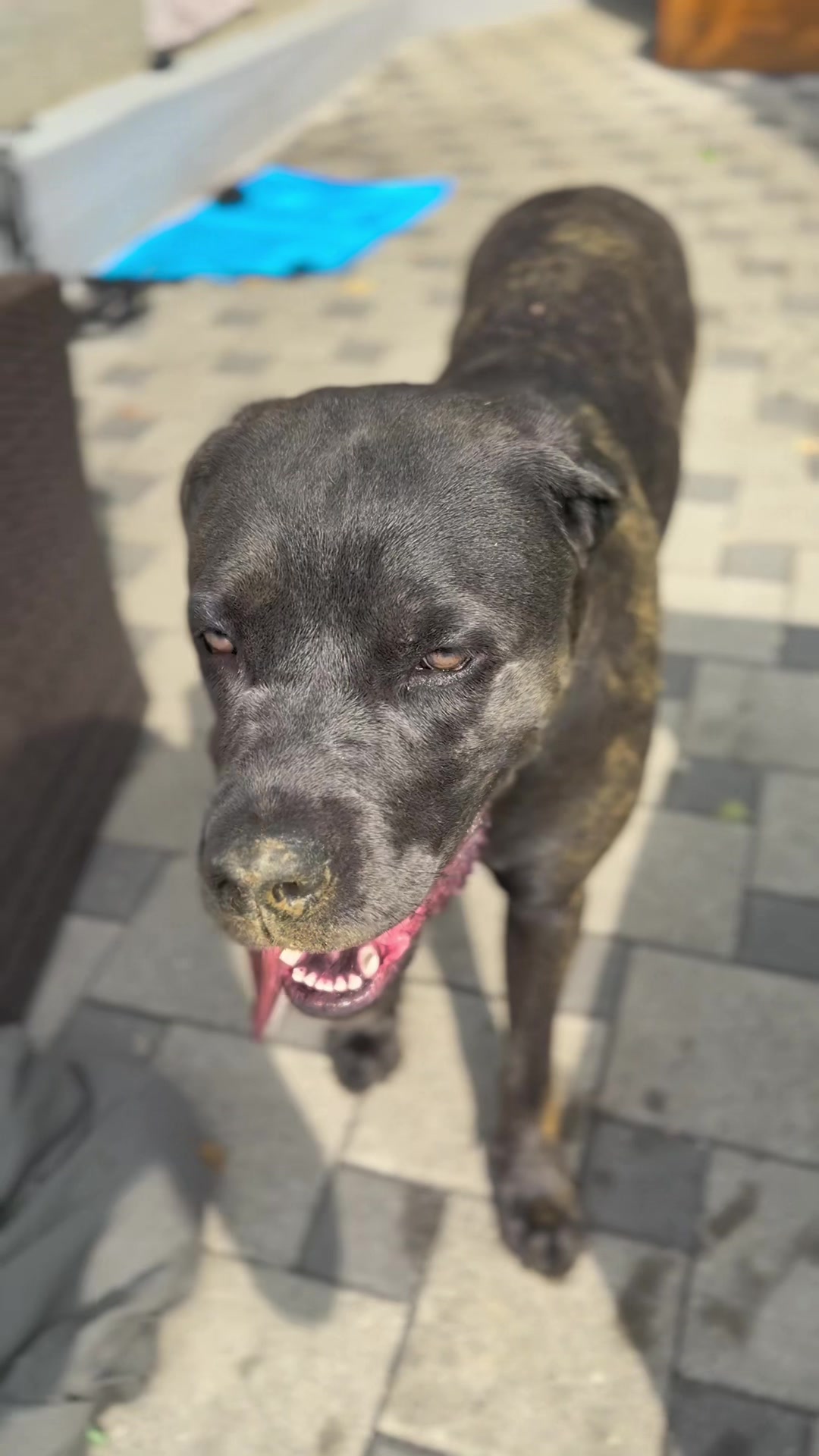 @Cane Corso Ayra 🐾