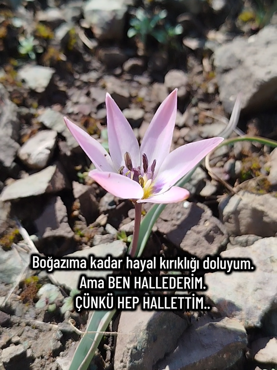 @Kendimce haller