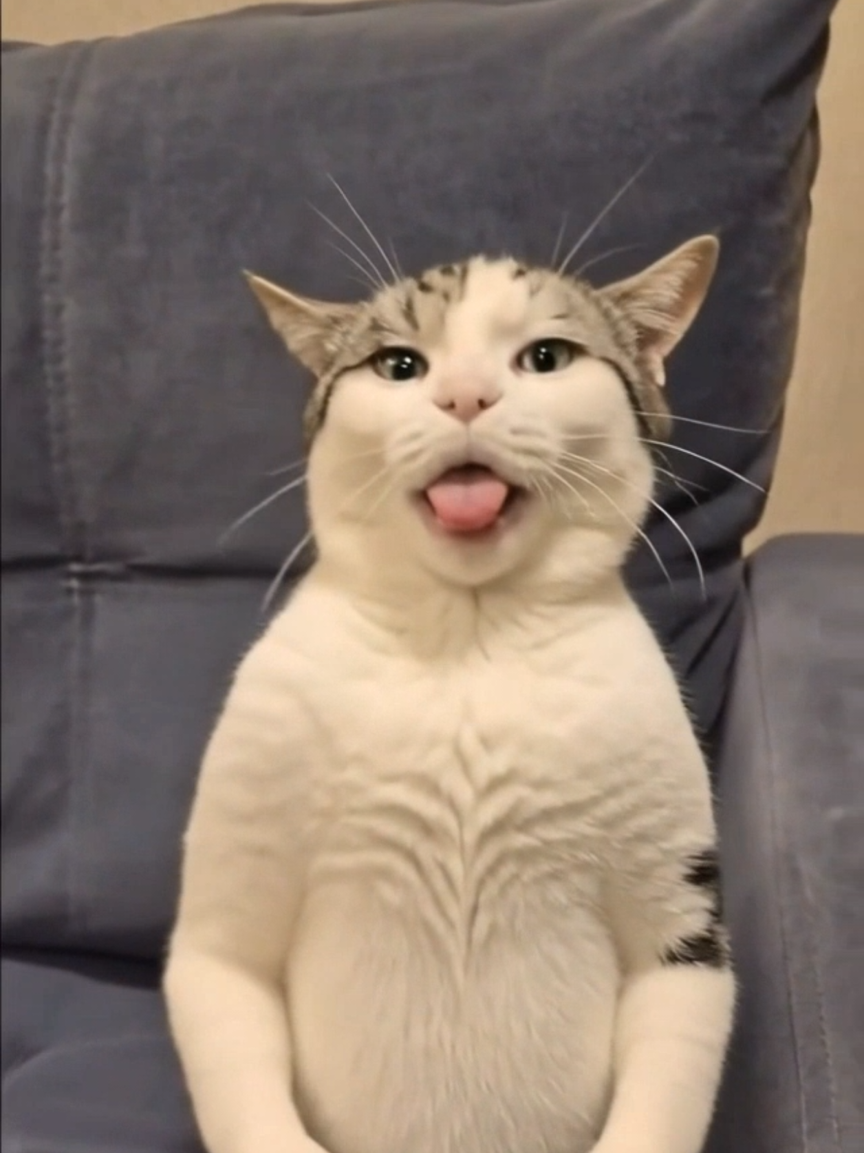 @Я кошка Зинаида