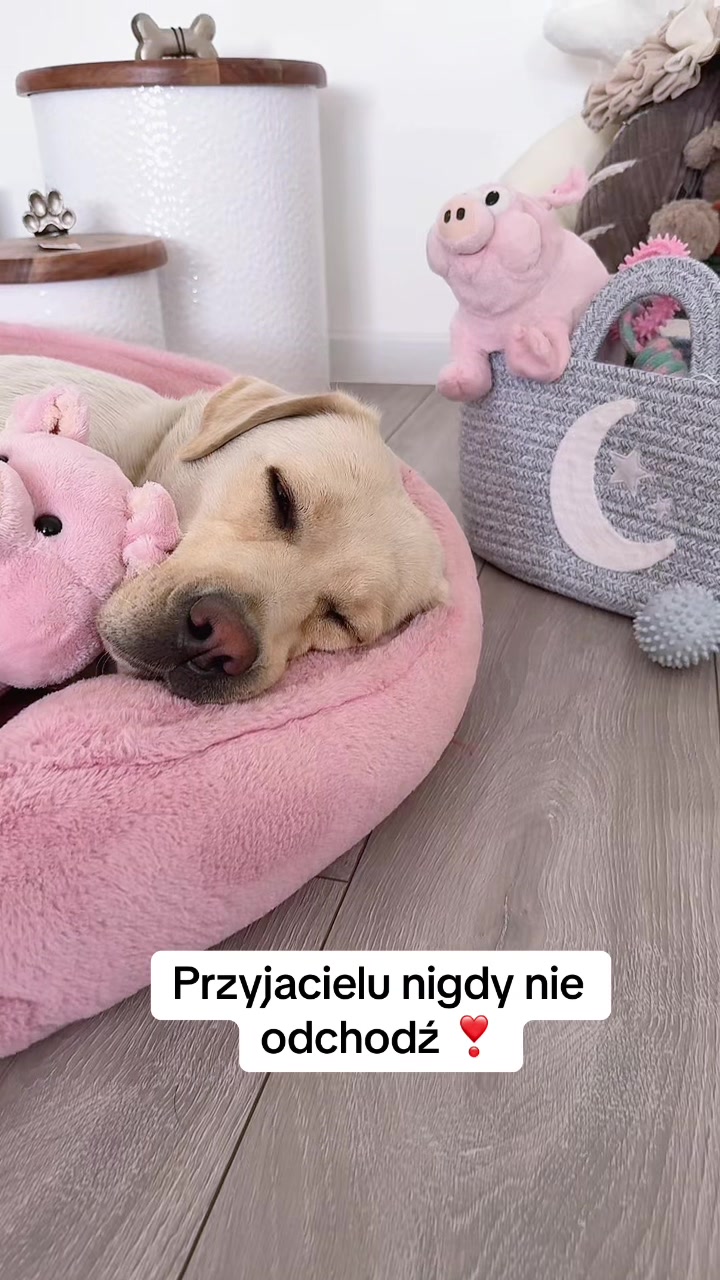 @Moonlife -Labrador Retriever