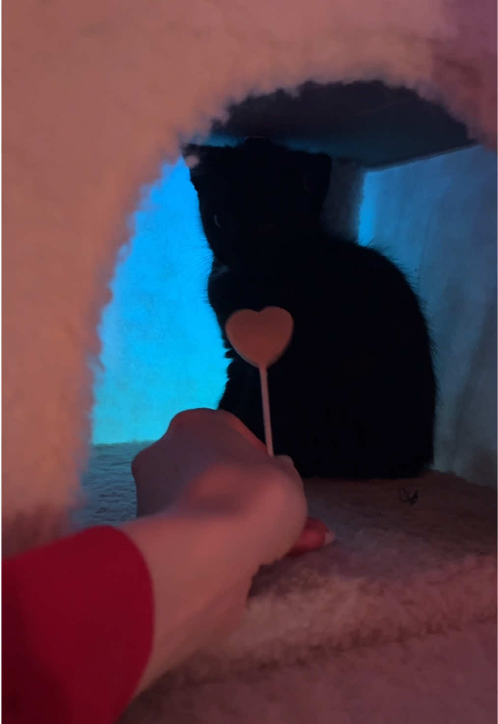 @tiana fosters cats