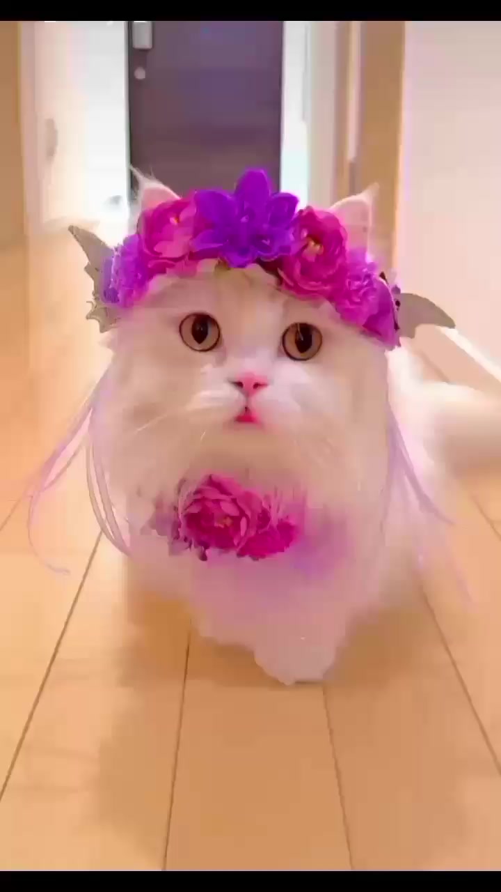 @𝑆𝑛𝑜𝑤~ ❤️✨