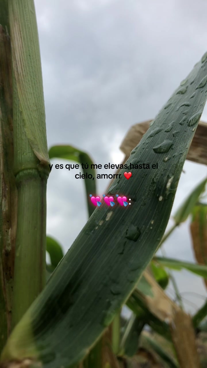 @AYMAR🧟♀️