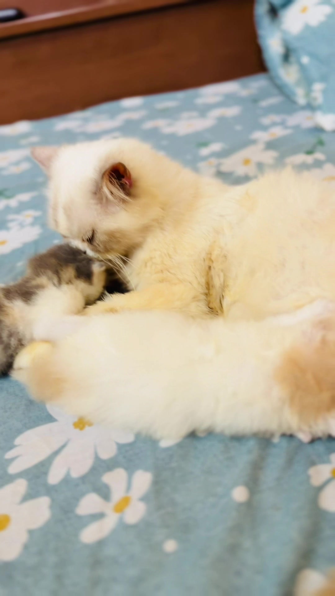 @Persian Cat Society❤️&zwj;🩹