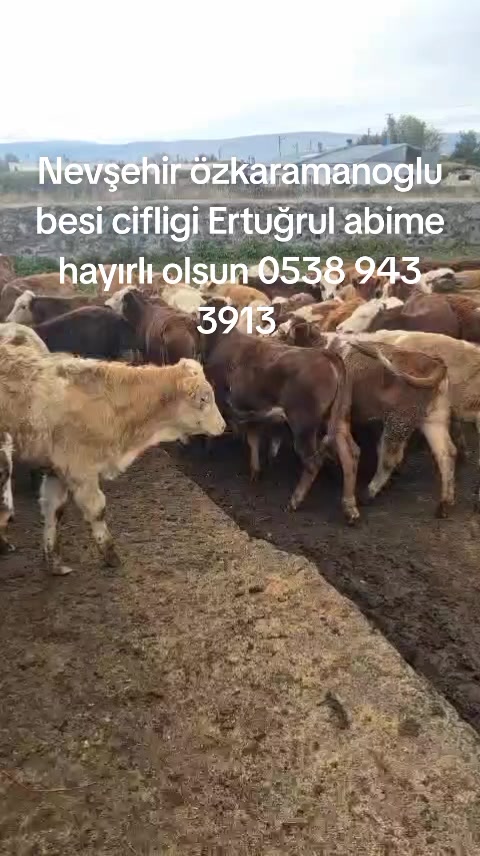@tekin75aras2