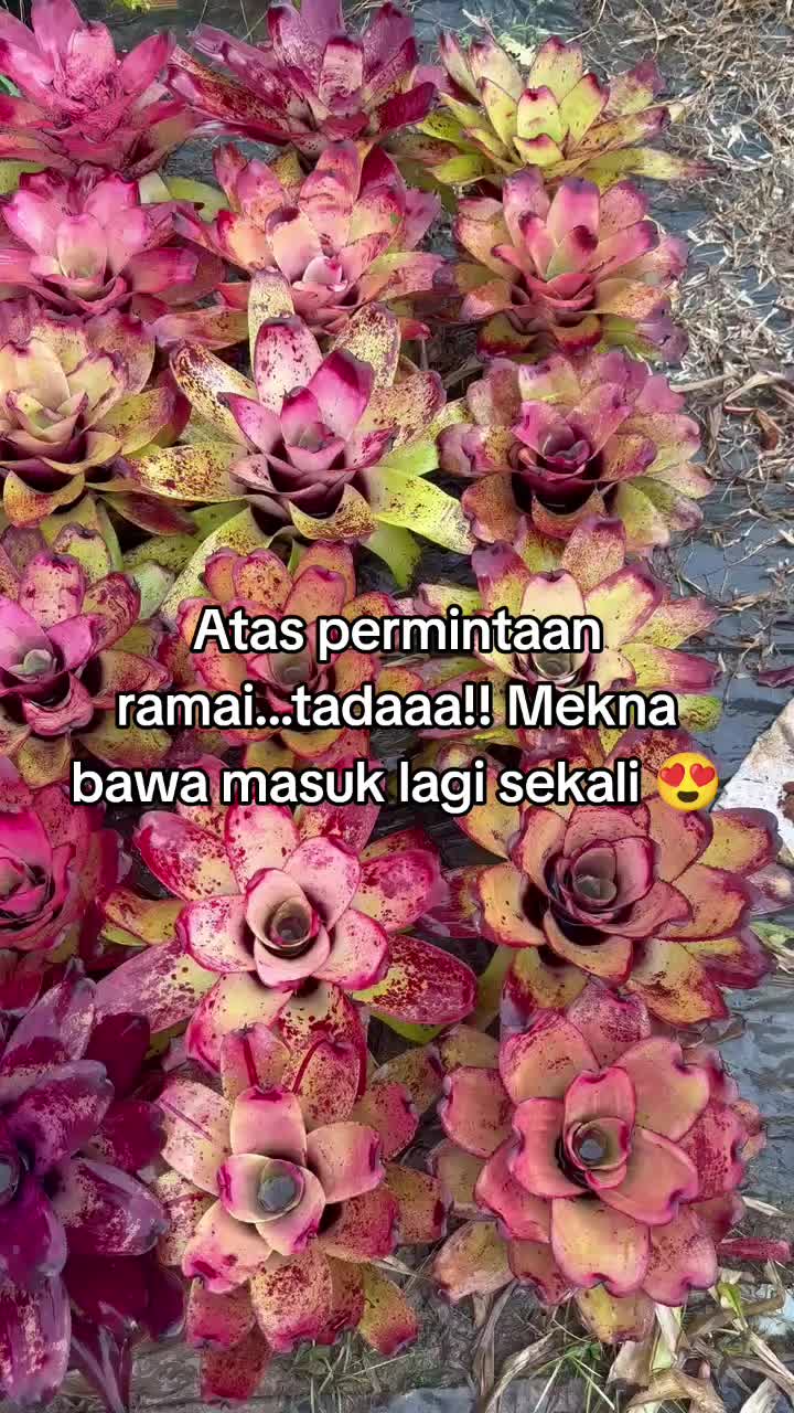 @MEKNA Garden