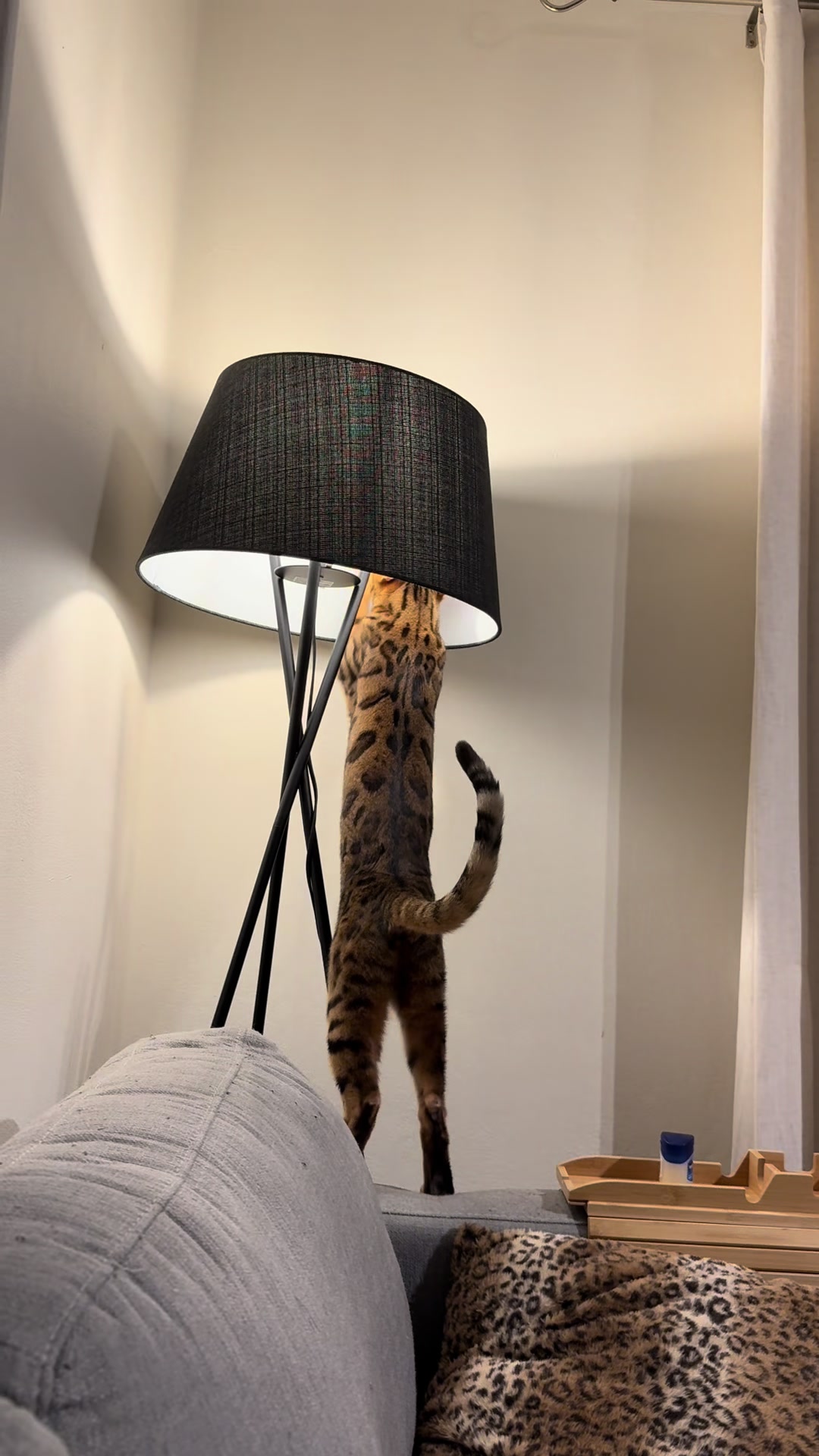 @mitmitcats