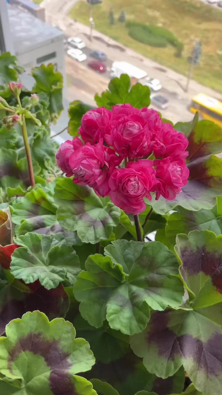 @💧Çiçek dostu 🇹🇷💧