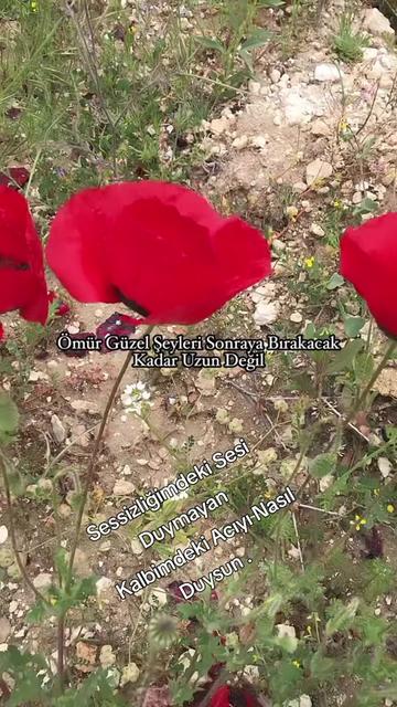 @BİR SERÇENİN GÖZYAŞ🕊️🕊️🕊️
