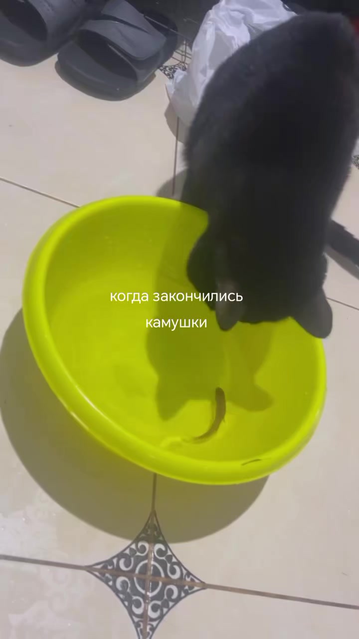@Yani🦊
