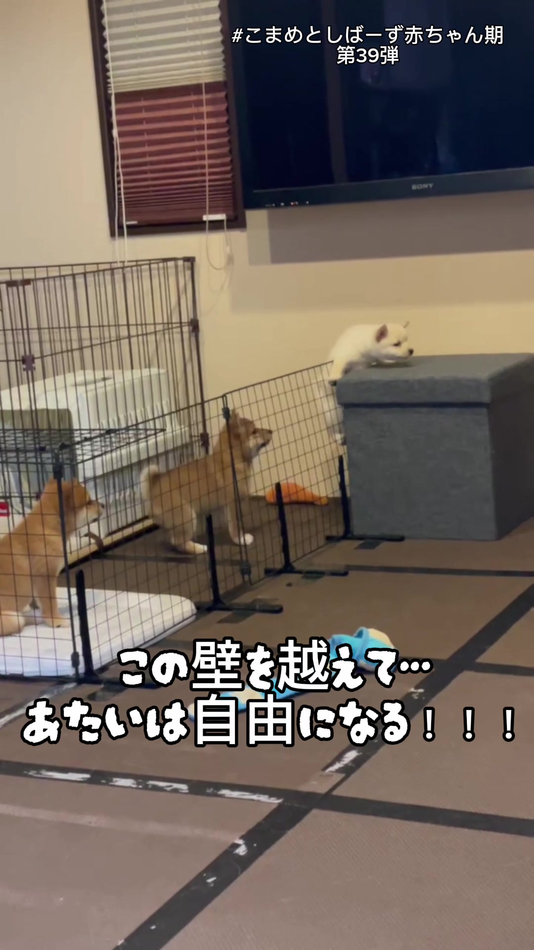 @こまめとしばーず🐾