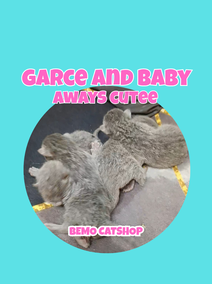@Bemo Catshop