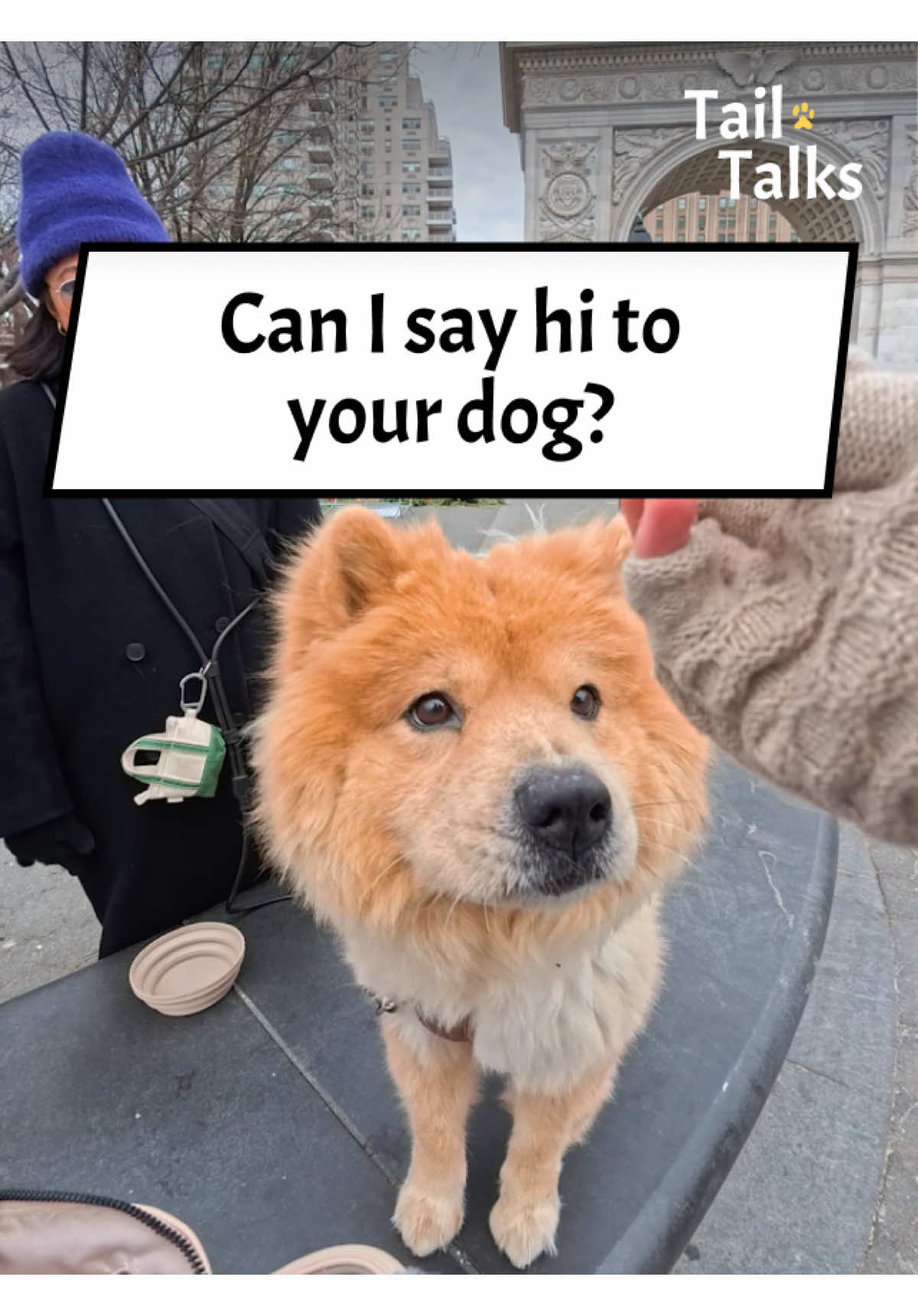 @Tail Talks