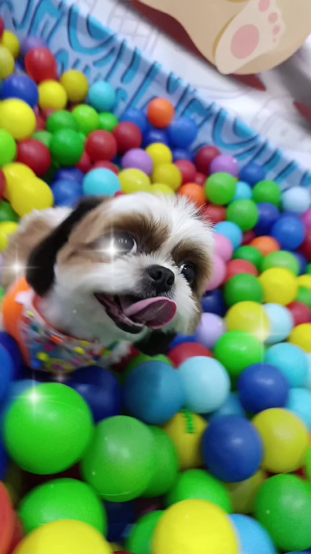 @Dog Ville Petcare