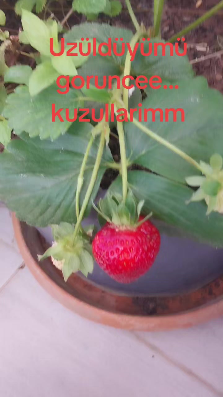 @ZEMİ