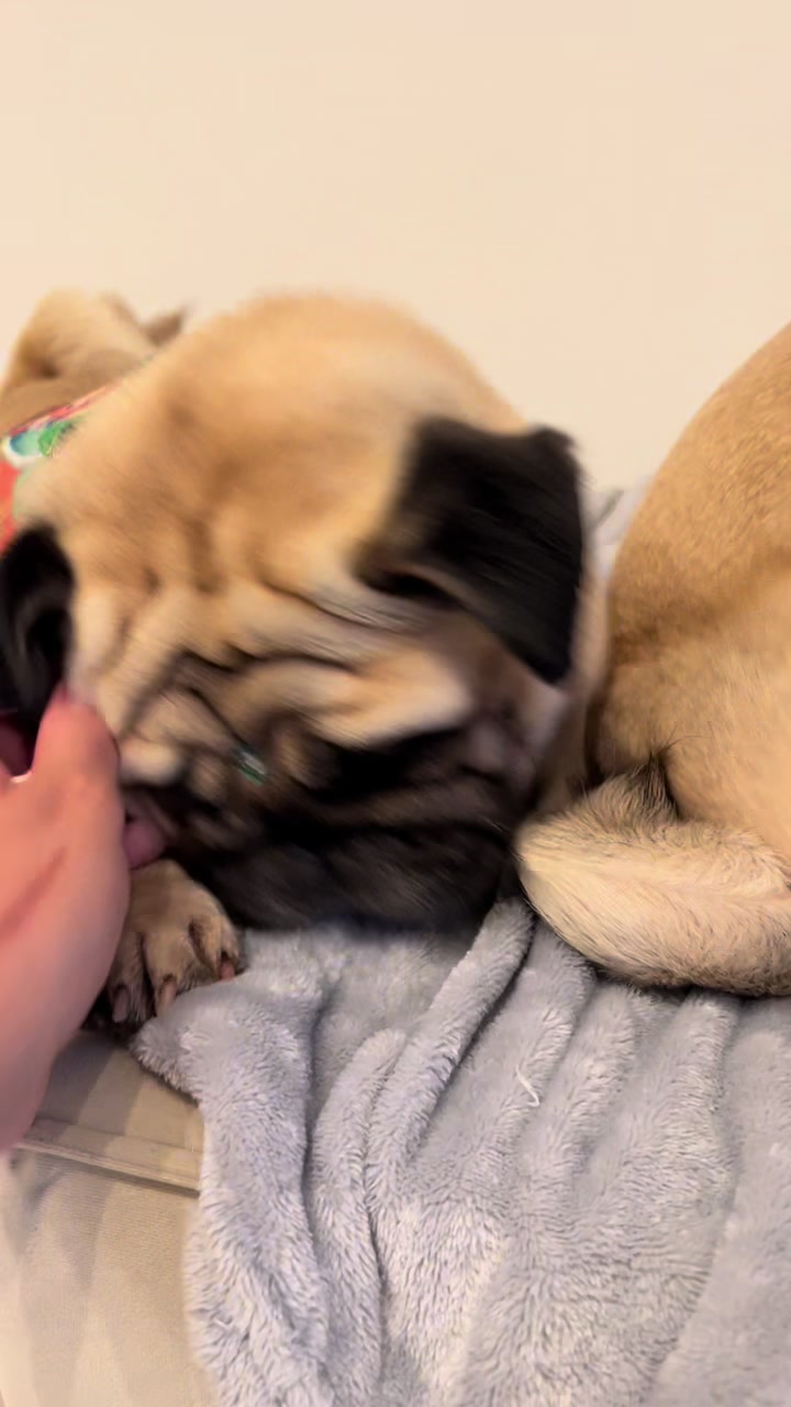 @pugSofyHarry