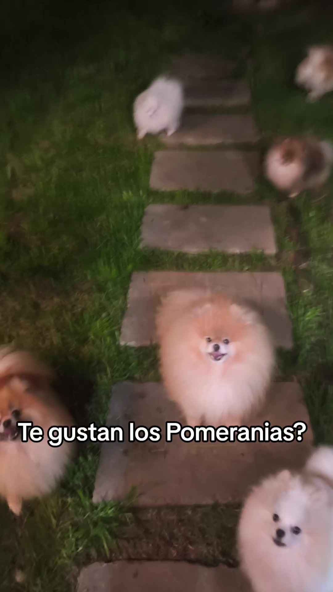 @Pomerania chile
