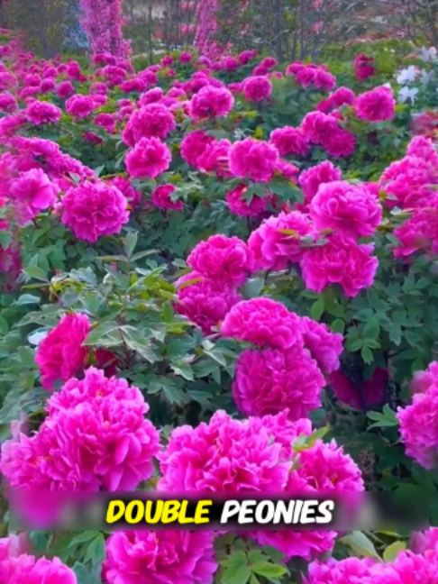 @Leaflooms-US