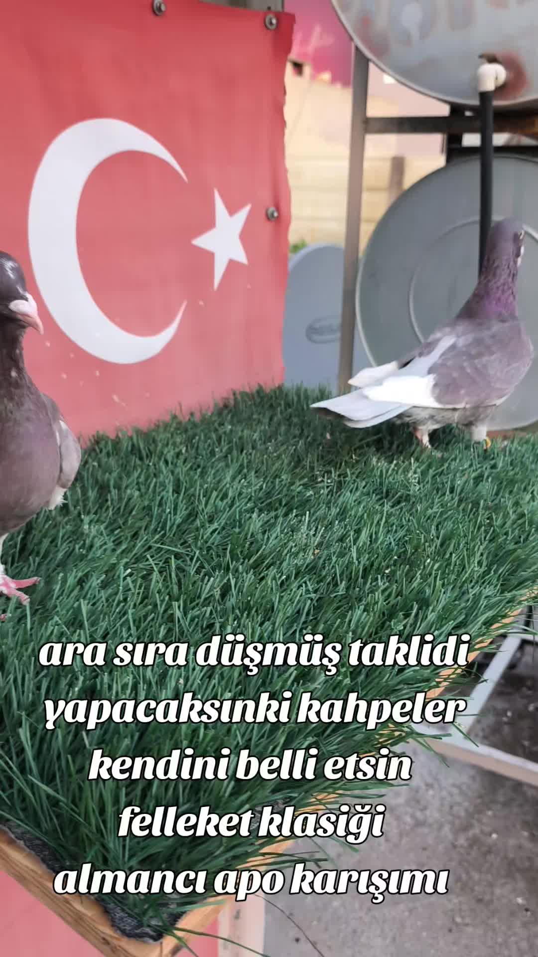 @0163Adanabatarkusu_federasyonu