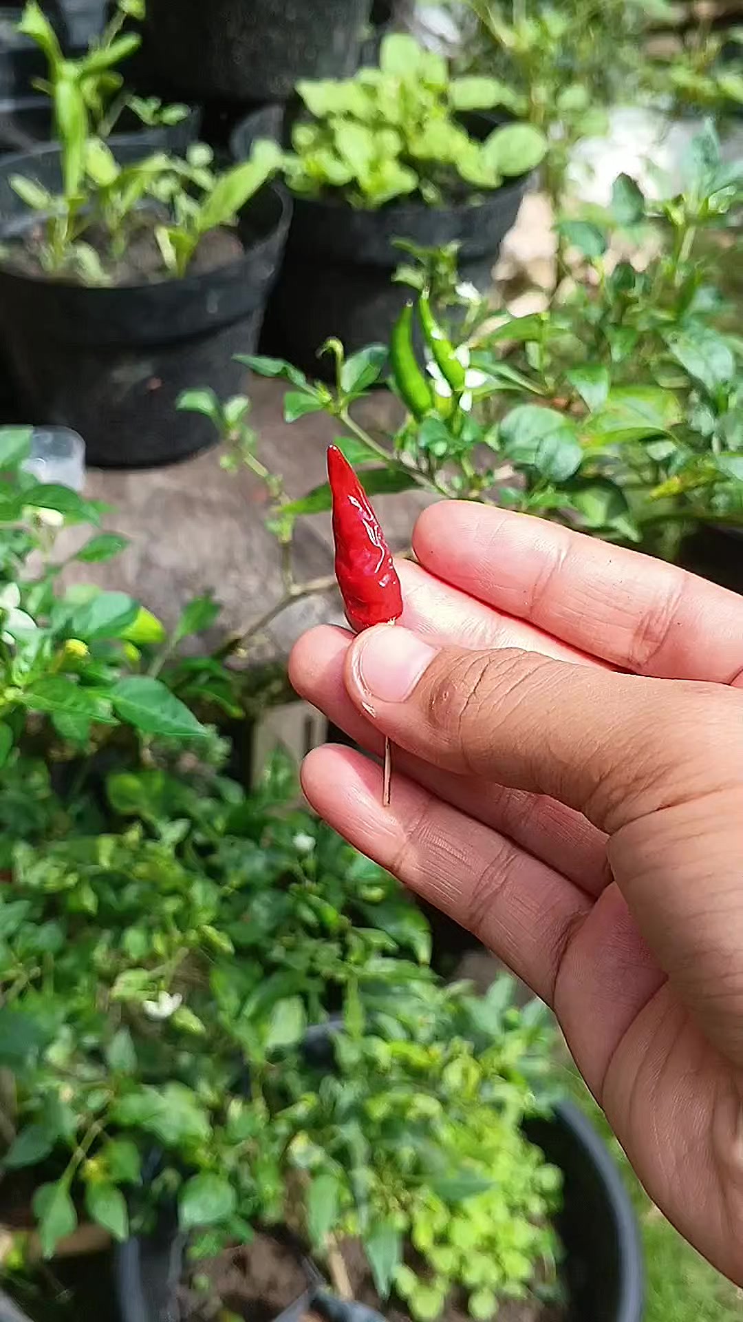 @susmawaati