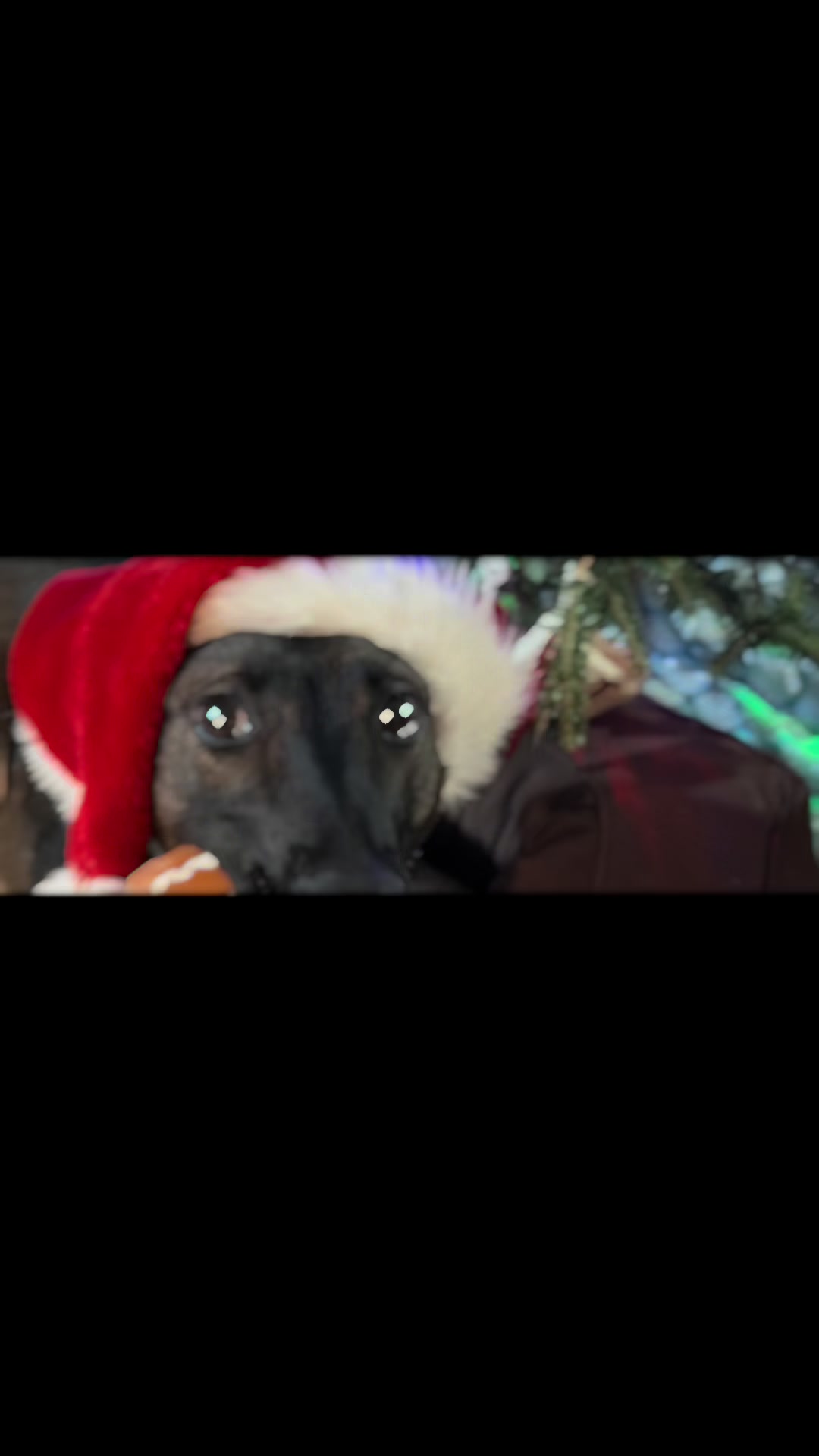 @K9peacekeeper