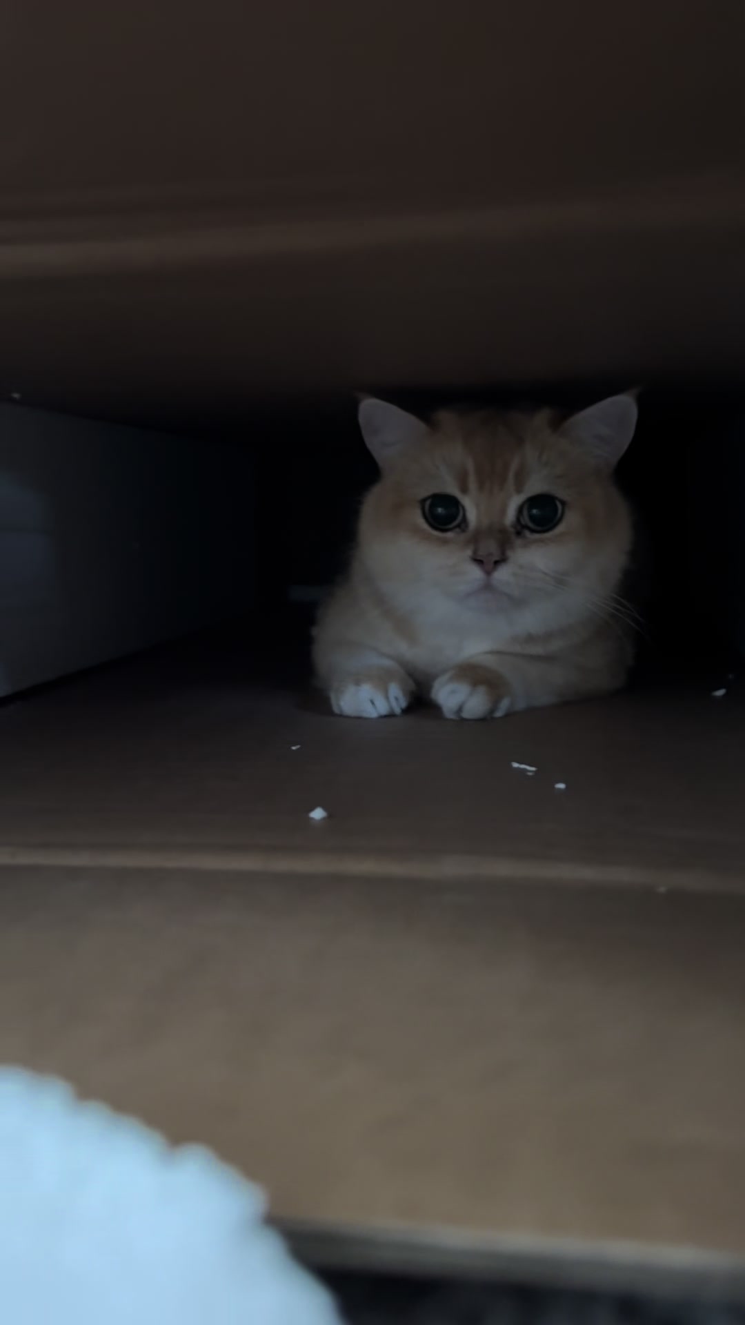 @Sammie_the_Cat