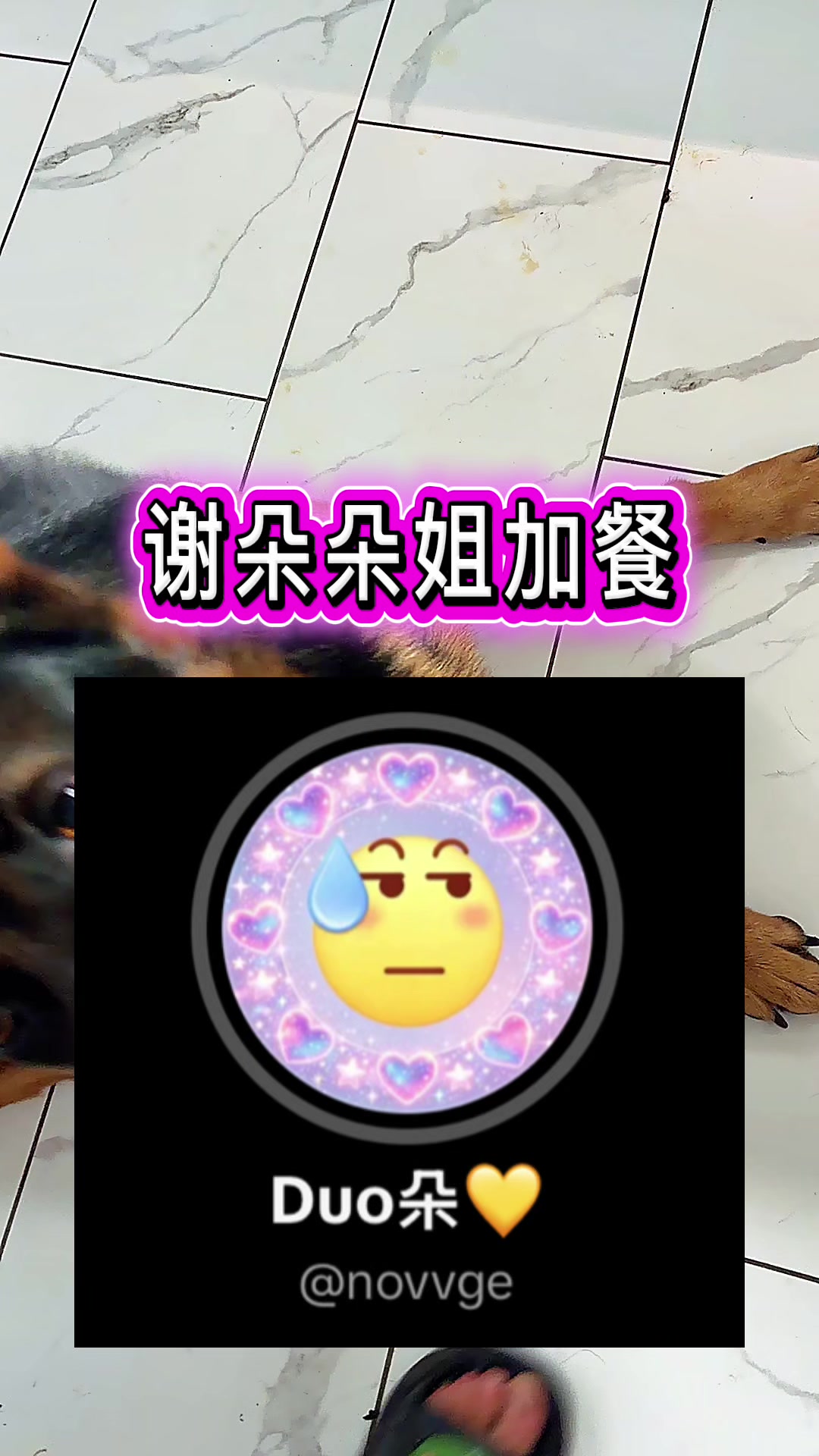 @Ginger-金橘德牧