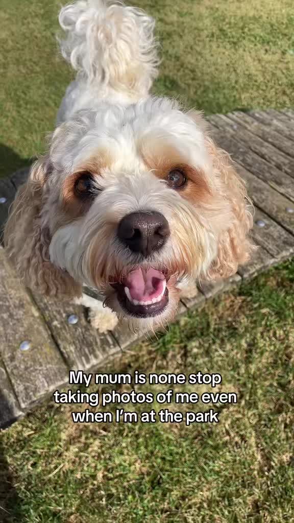 @My Cavachon