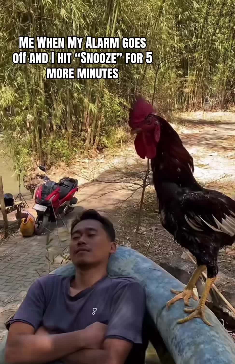 @FIRULAIS