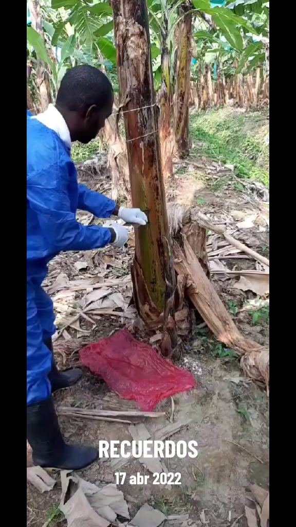 @Agricultura Banano y Plátano